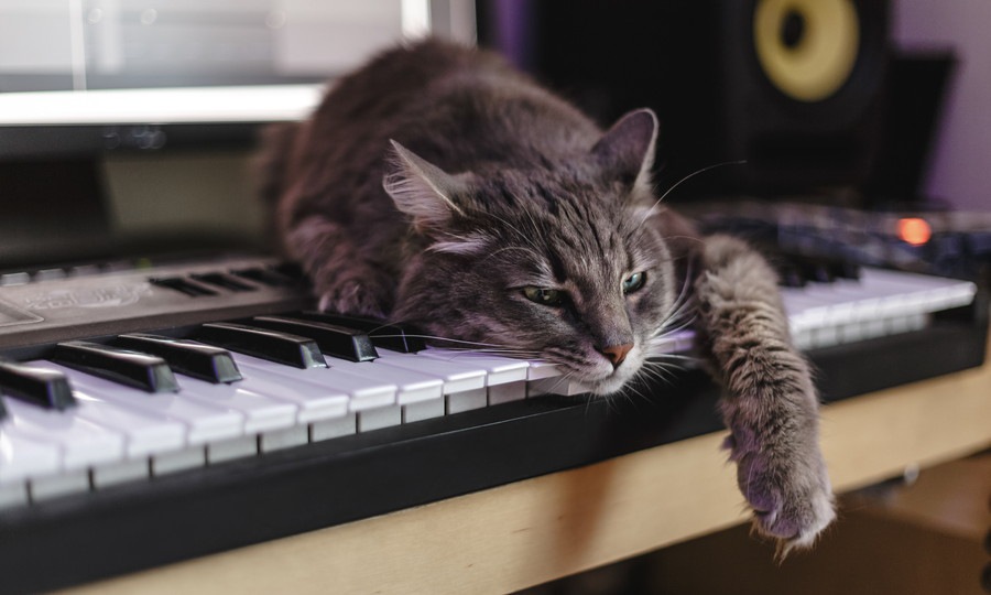 研究者が作った猫にとって快適な音楽