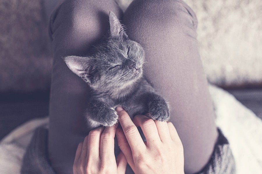 猫がチュパチュパ毛布や手を吸う理由と注意点
