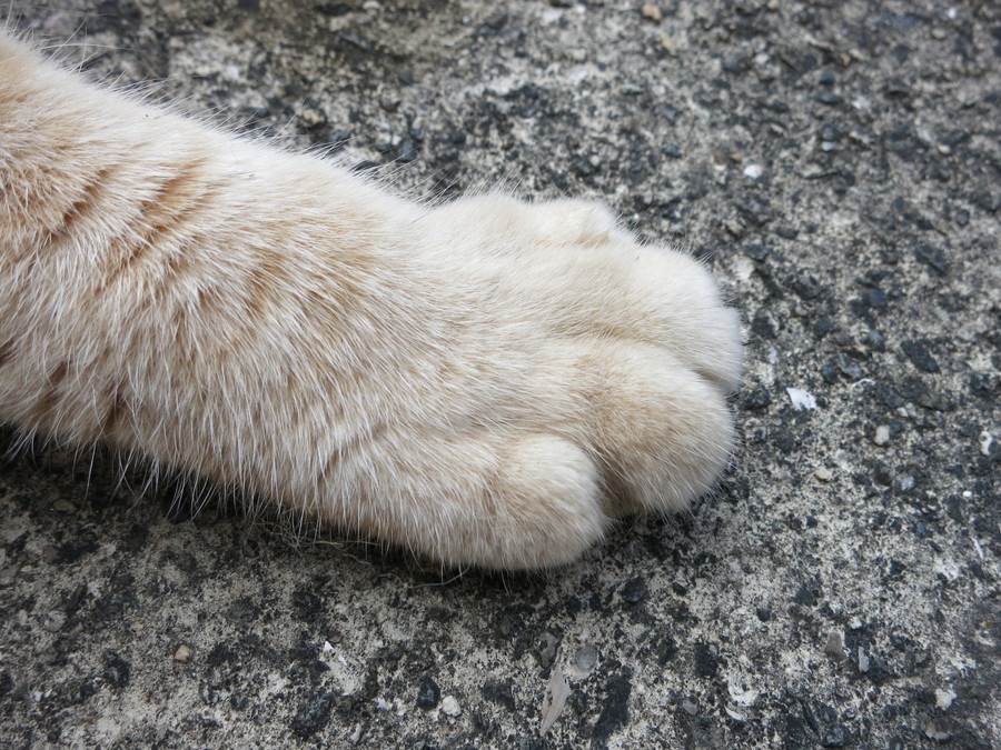 猫が「ちょいちょい」と前足で触ってくる2つの意味