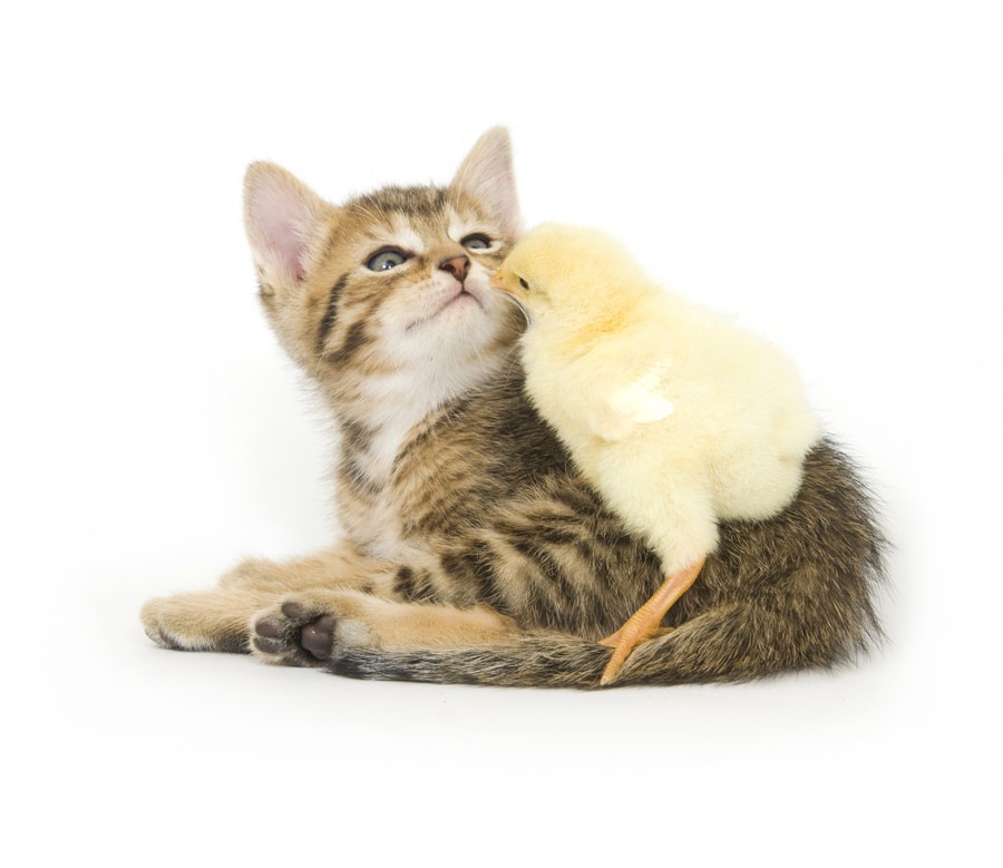 ひよこ仲良くなれる猫 ひよこと猫ちゃん アクリル画直筆 猫
