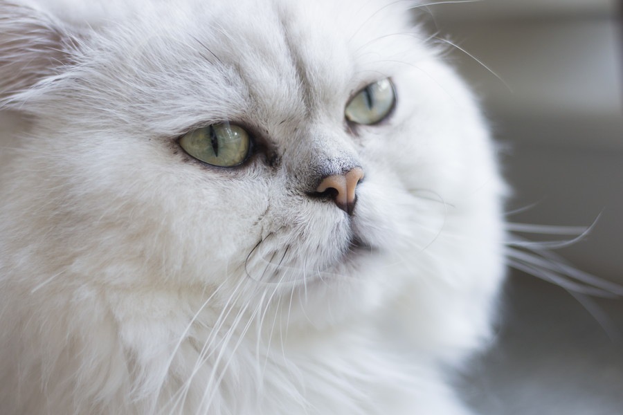 チンチラ猫の性格と特徴、値段やかかりやすい病気