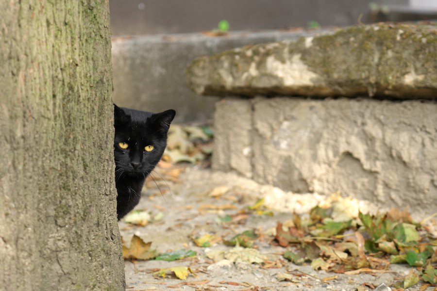 【世界にゃん事情】フランス パリで暮らす猫たち