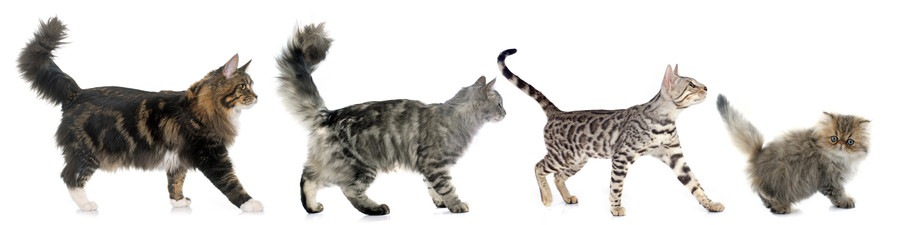 猫のしっぽが短い理由やその種類、性格について