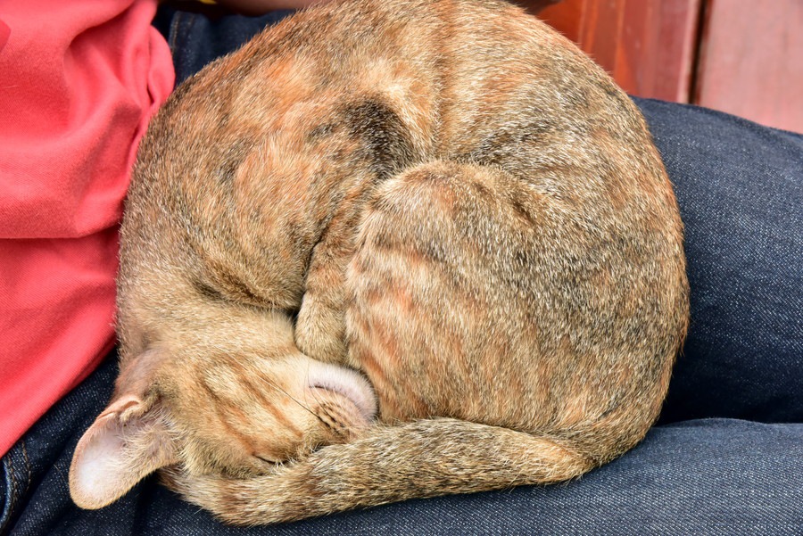 猫が飼い主の上で寝る時の3つの気持ち
