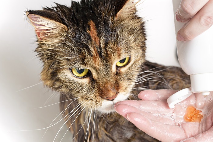 猫と温泉を楽しむ方法とその際の注意点