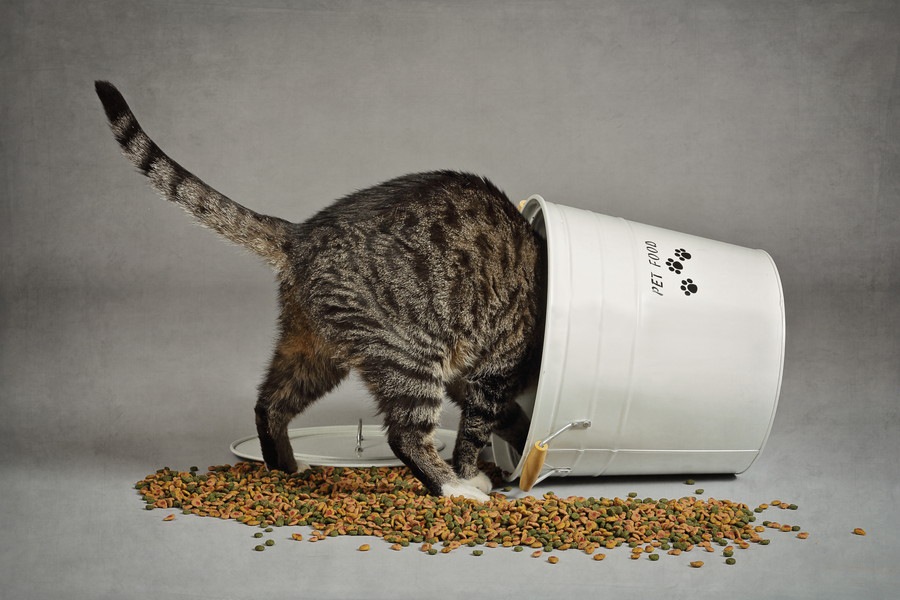 猫の自動給餌器を選ぶポイントとおすすめの商品