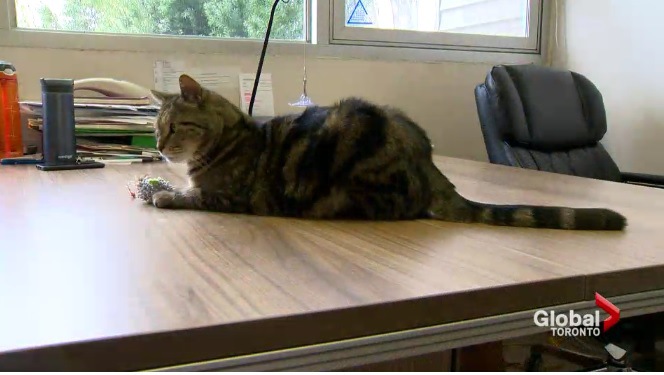カリフォルニアで行方不明になった猫が4年後にカナダで発見！