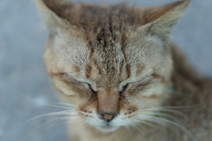 猫にできものが出来た際に注意すべき3種類のガン