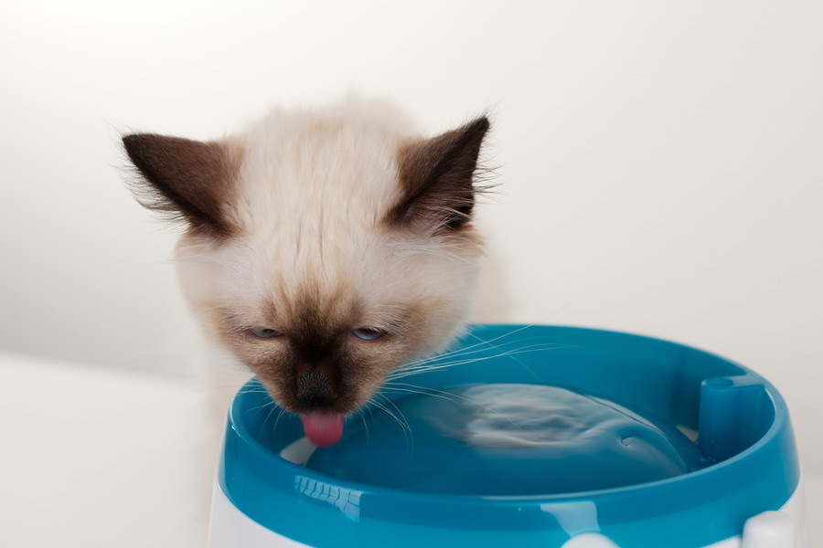 猫がお水を飲んでくれない時に試してほしい6つの事