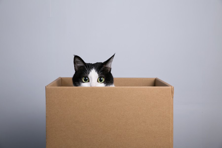 猫のボックス型ハウス！手作りする方法、おすすめ商品