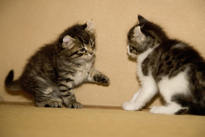 二匹目の猫をお迎えする時の性別やタイミング相性の見方