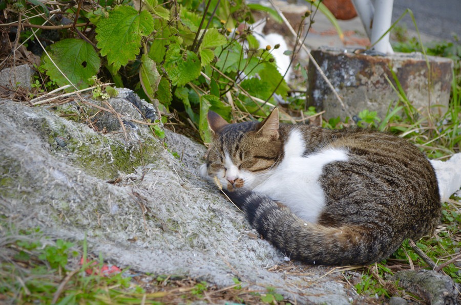「藍島」は博多から日帰りできる猫島！魅力や行き方、観光スポットをご紹介