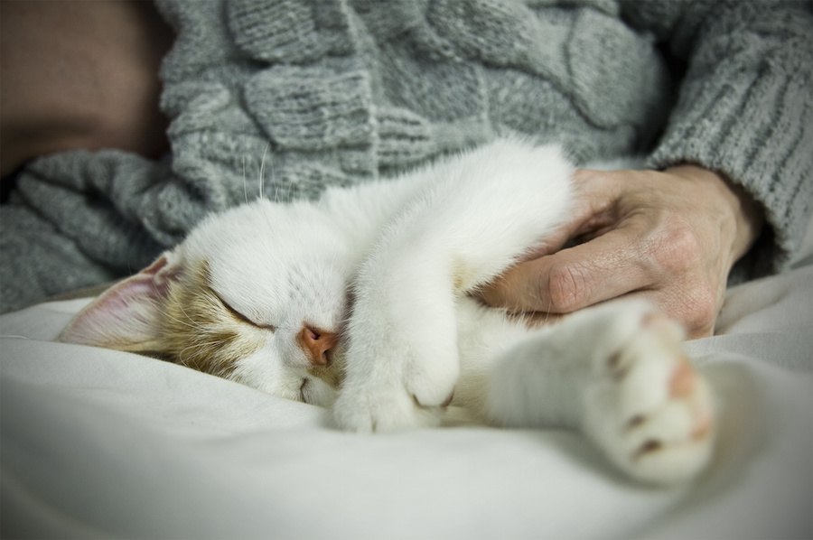 猫が飼い主に恩を感じる５つの事