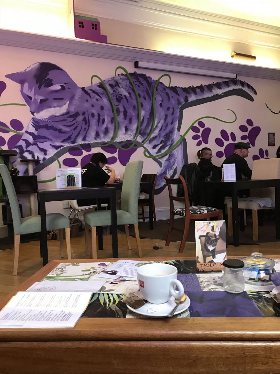 イギリスの猫カフェ「Purrple Cat Café」に行ってきました！