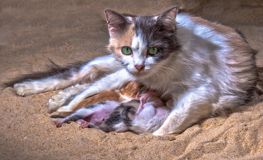 猫の出産ラッシュ…自分でお世話できないのであれば拾わないで！