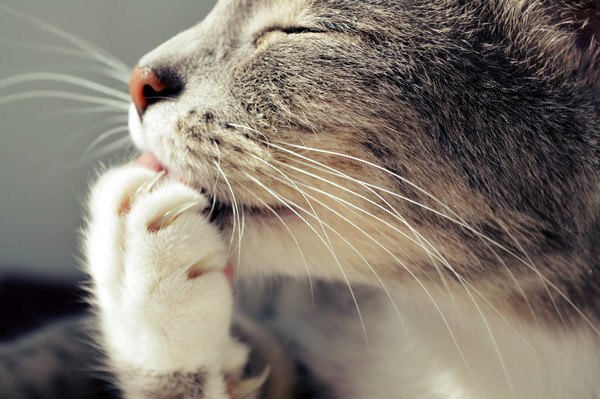 猫の爪が剥がれる3つの理由、出血していた時の対処法