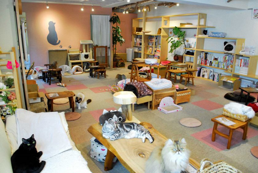 下北沢の猫カフェ！おすすめのお店5選をご紹介