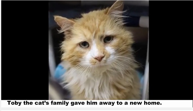 別の家に譲渡された猫は20㎞弱も歩いて元の家に戻ってきた…