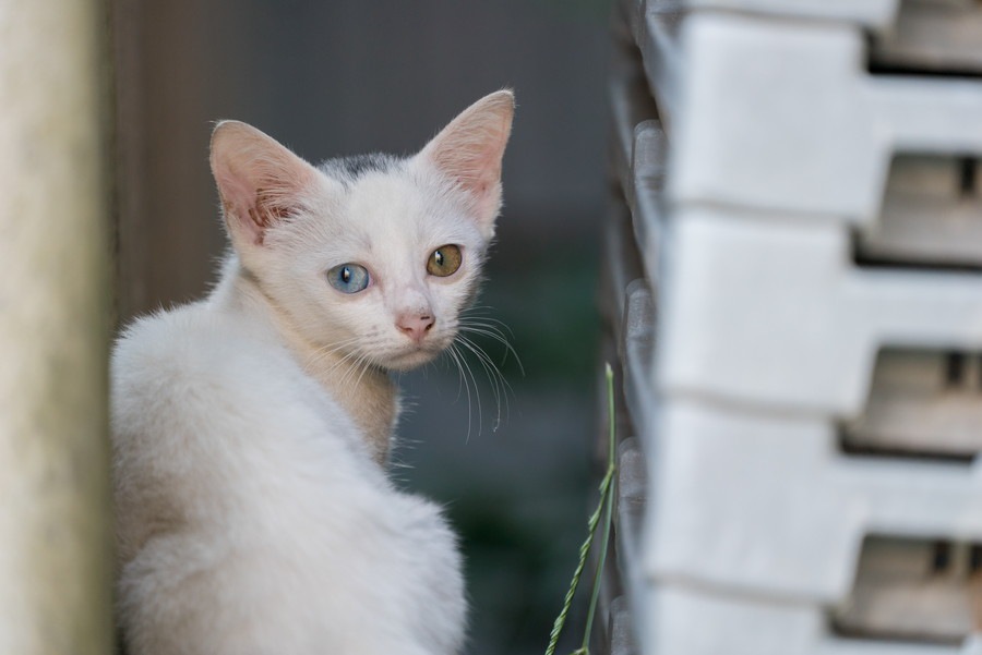 白猫にオッドアイが多い理由と注意すべき病気