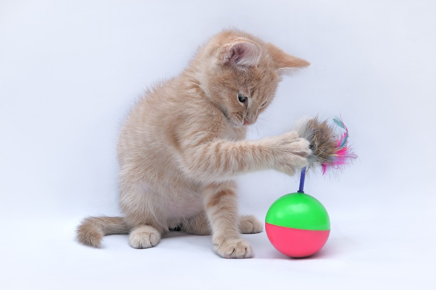 猫の遊び道具を手作りしよう！作り方とおもちゃの種類