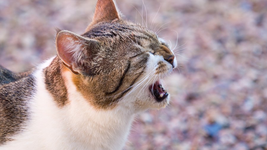 猫が高い声で鳴くのはどんな時？6つの心理
