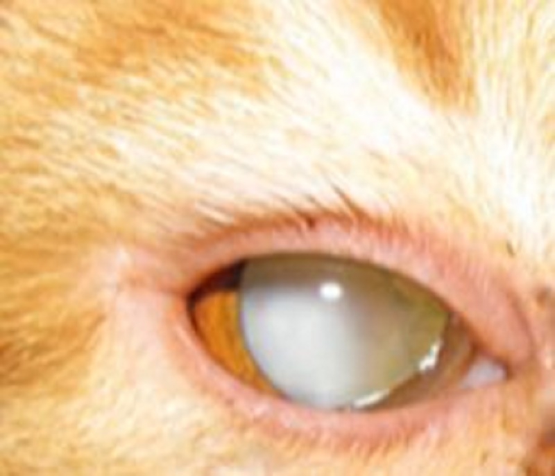 猫が白内障になる5つの原因と症状、その治療法とは
