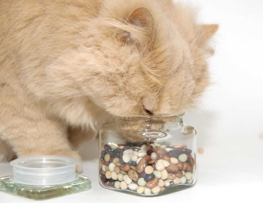 猫は豆を食べても大丈夫？与えていい物や効果について