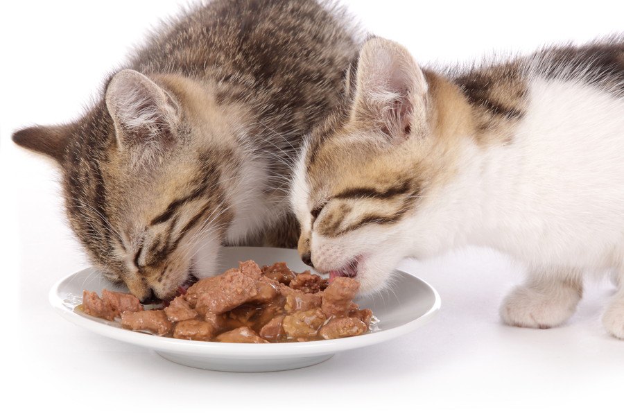 猫用総合栄養食のウェットフード　選び方や14のおすすめ商品