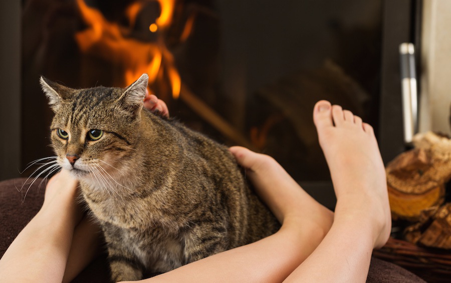 猫が飼い主の足にしがみつく7つの理由と対処法