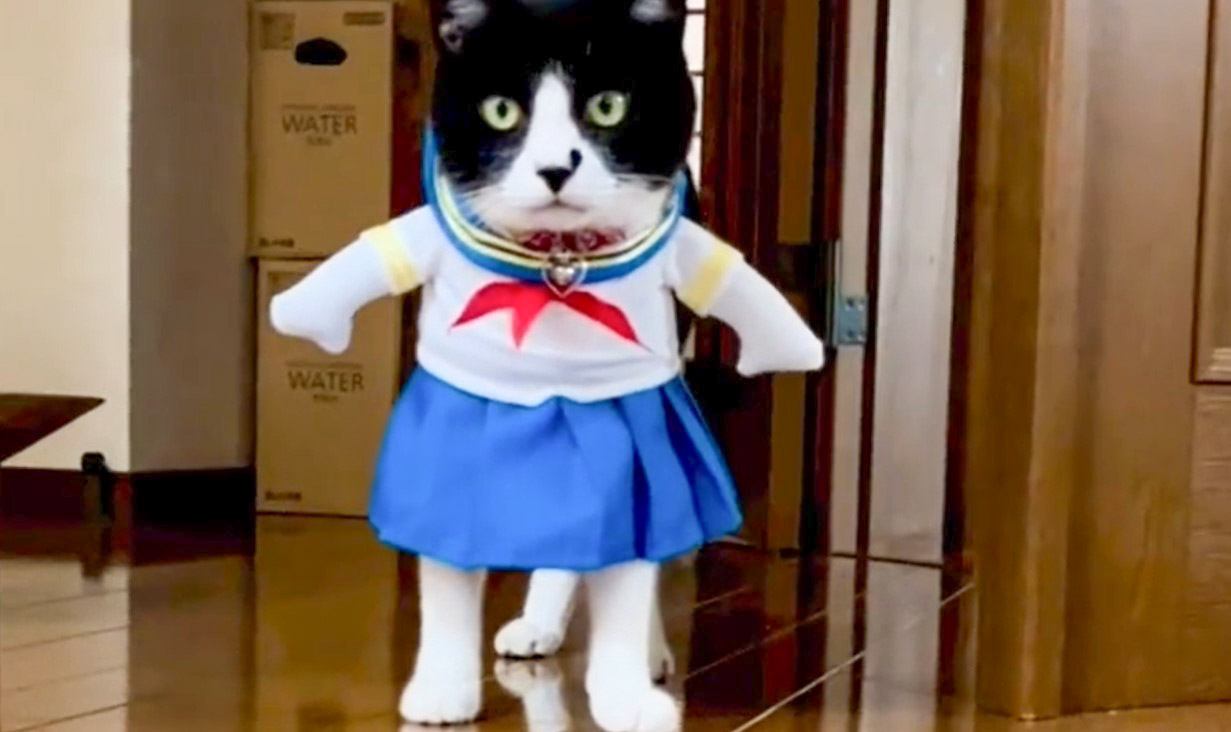猫が『セーラー服』を着てみた結果…まさかの