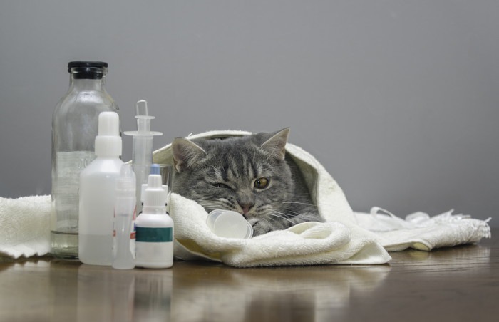 猫に抗生物質が必要な理由とリスクについて