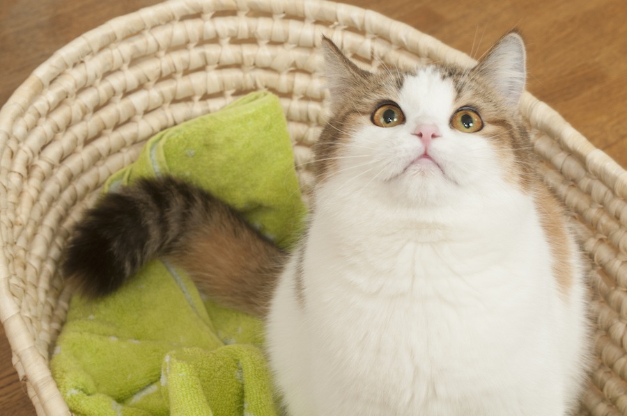 猫がはしゃいでる時はどんな仕草をする？8つの特徴をご紹介します♪