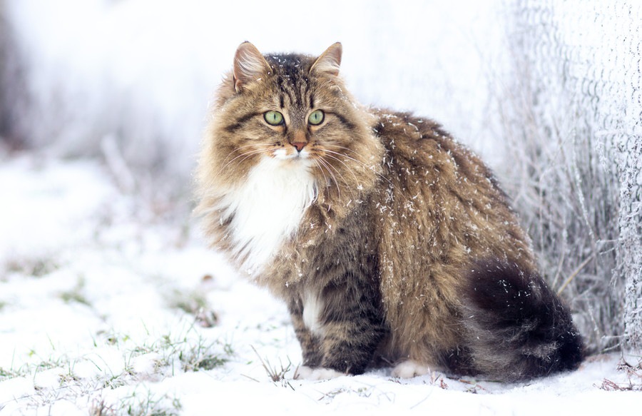 ロシアの猫種3選！特徴や性格などをご紹介