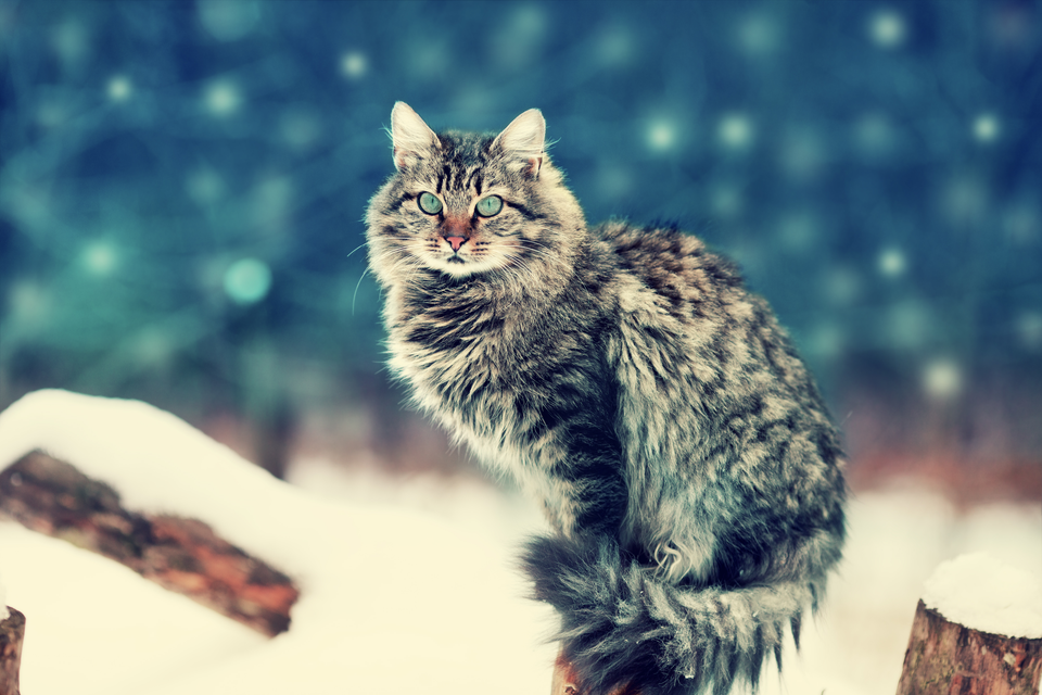 サイベリアンは猫アレルギーを起こしにくいって本当？それとも嘘？