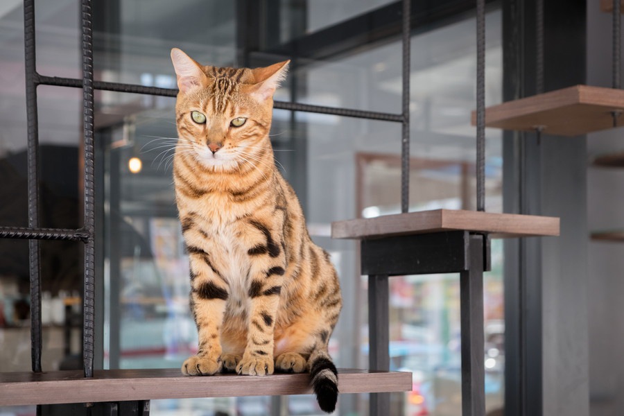 猫カフェでのマナーと触れ合う時の注意点