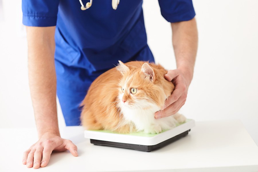 猫が太らない7つの原因と対処法、おすすめのフード