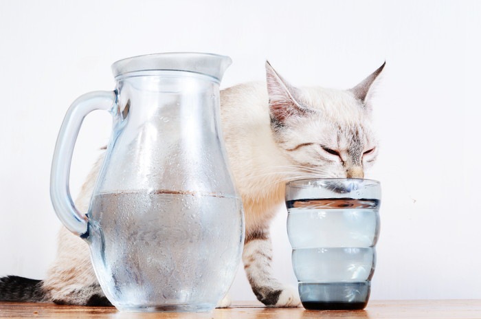 水素水は猫も飲んで良い？その効果と注意点について