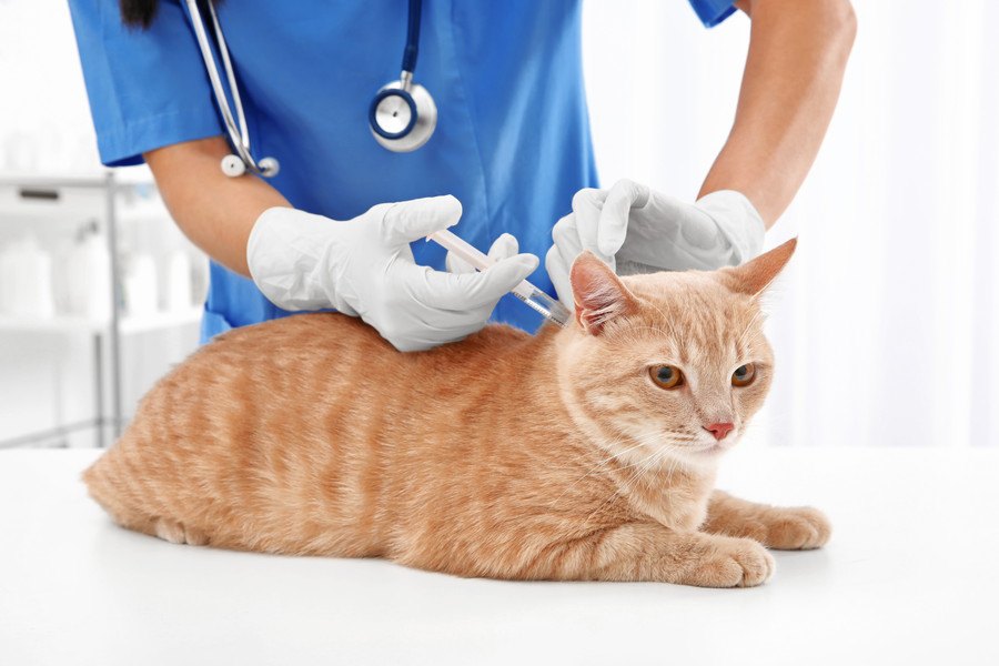 愛猫を守る為に「フィラリア予防」してますか？