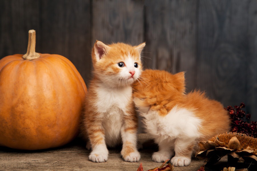 猫にかぼちゃは与えても大丈夫！健康効果とおすすめレシピ！