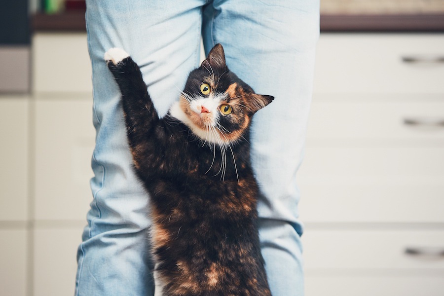 猫が飼い主の足にしがみつく7つの理由と対処法