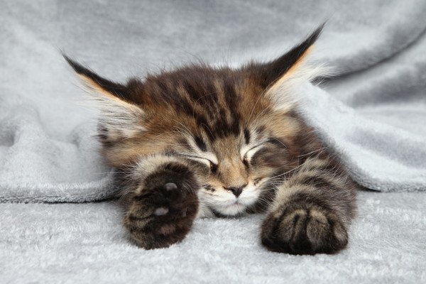 猫が飼い主の足の間で眠る3つの意味