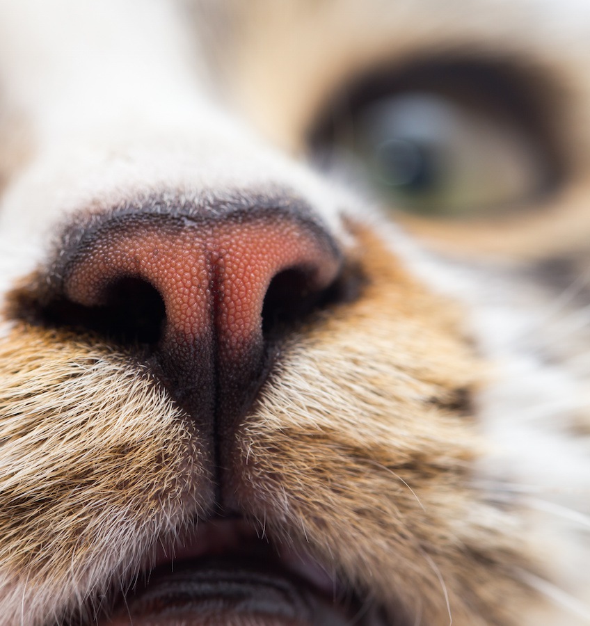 猫が鼻で『スンスン』してくる５つの心理