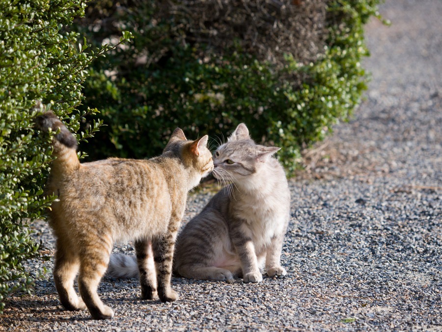 猫がキスをする4つの意味と注意すべき感染症