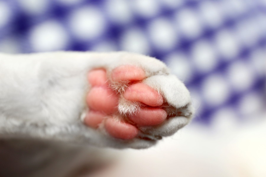 猫の足が持つそれぞれの役割と機能