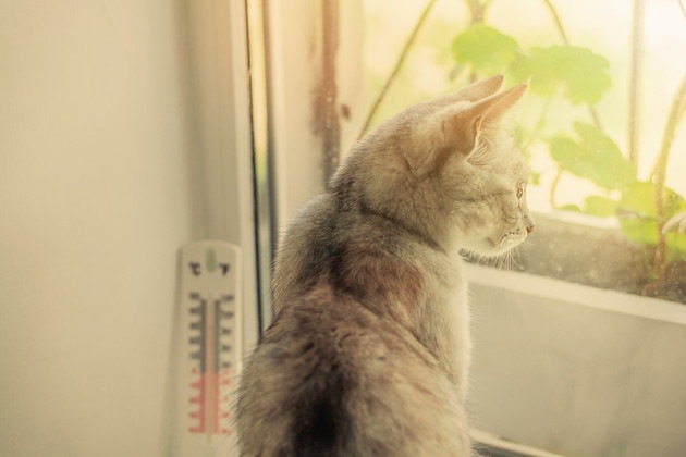 猫にとって最適な室温とは！暑い夏や冬の寒さを乗り切る方法