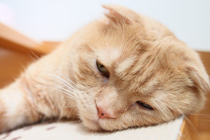 猫の肺水腫とは  その症状や原因、治療の方法