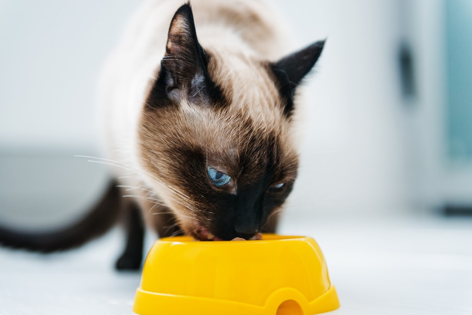 猫の餌入れの種類と特徴、その選び方のポイント