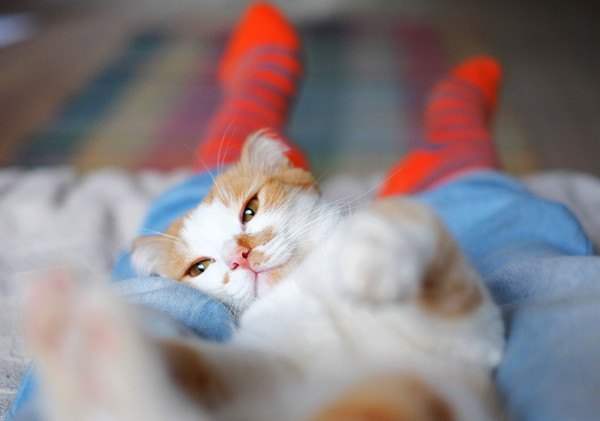 就寝中、猫に足を噛まれるのはどうして？４つの心理