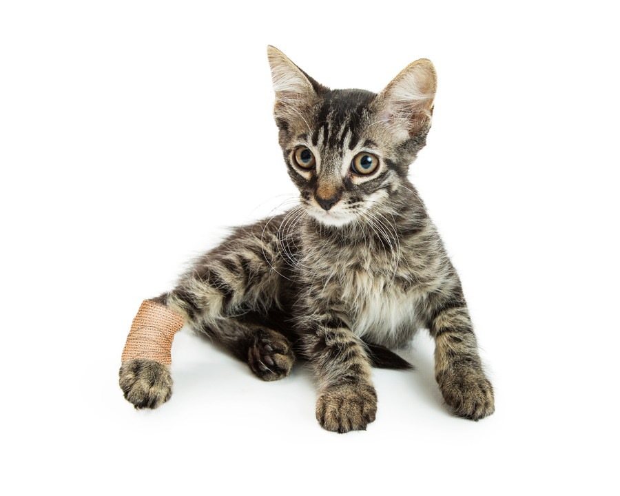 猫が爪を噛む（引っ張る）しぐさの理由と対処法