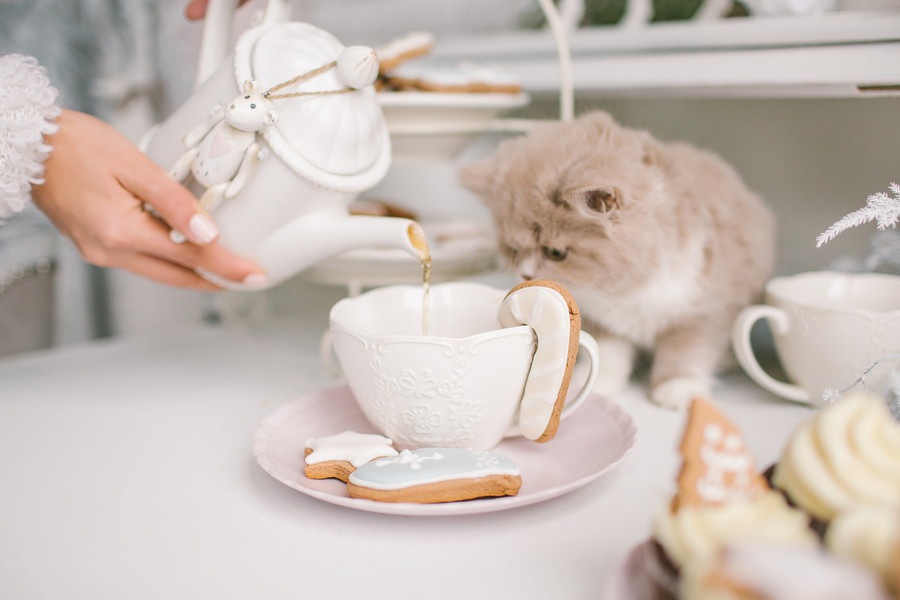 猫は紅茶を飲むのはNG？飲んだ時の対処法や成分の影響